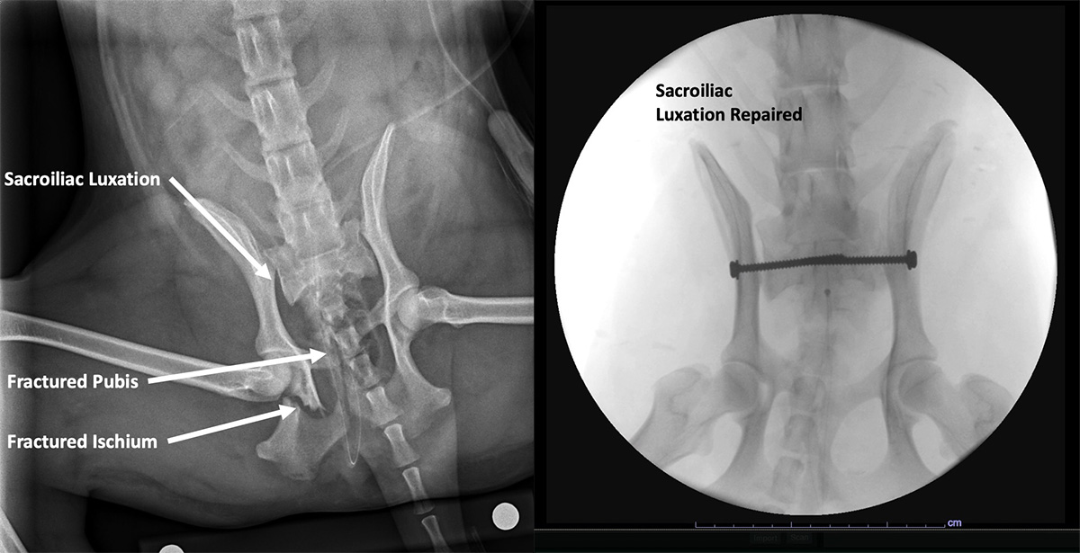 Sacroiliac Luxation Repair Arizona Canine Orthopedics & Sports Medicine